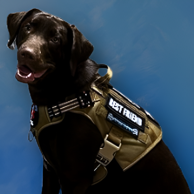 image of Daisy the Therapy Dog