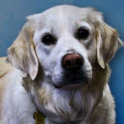 image of Stella the Therapy Dog